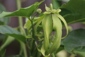 Kenanga flower